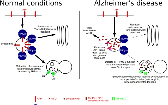 APP as Amyloid Precursor Protein